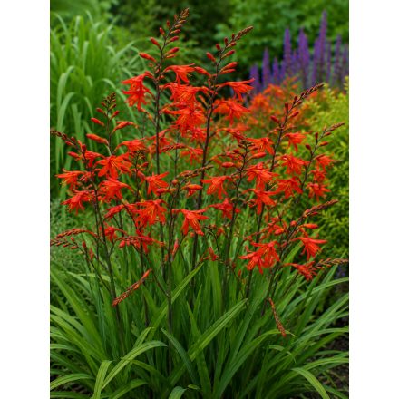 Kerti sáfrányfű 'Lucifer' (Crocosmia)