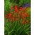 Kerti sáfrányfű 'Lucifer' (Crocosmia)