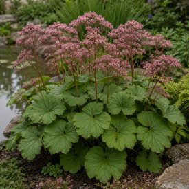 Pajzslevél (Darmera peltata)