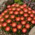 Délvirág 'Ice Cream Salmon' (Delosperma cooperi)