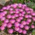 Délvirág 'Jewel of Desert Candystone' (Delosperma cooperi)