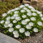 Délvirág ‘Delightful White’ (Delosperma)