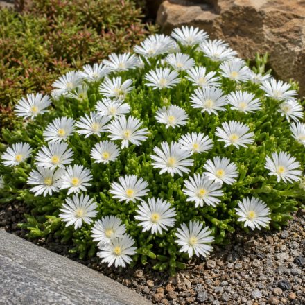 Délvirág ‘Delightful White’ (Delosperma)