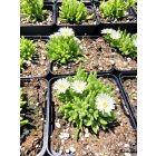 Délvirág ‘Delightful White’ (Delosperma)