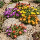 Délvirág (Delosperma)
