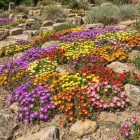 Délvirág (Delosperma)
