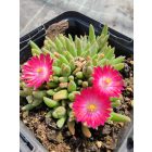Délvirág (Delosperma)