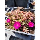 Délvirág (Delosperma)