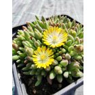 Délvirág (Delosperma)