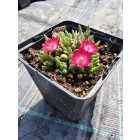 Délvirág (Delosperma)