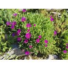 Délvirág (Delosperma)