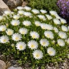 Délvirág 'Suntropics Cream' (Delosperma)