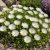 Délvirág 'Suntropics Cream' (Delosperma)