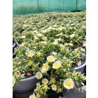 Délvirág 'Suntropics Cream' (Delosperma)