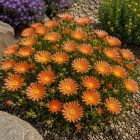 Délvirág 'Suntropics Orange' (Delosperma)