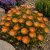 Délvirág 'Suntropics Orange' (Delosperma)