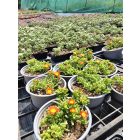 Délvirág 'Suntropics Orange' (Delosperma)