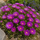 Délvirág 'Suntropics Purple' (Delosperma)
