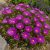 Délvirág 'Suntropics Purple' (Delosperma)