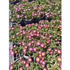Délvirág 'Suntropics Purple' (Delosperma)