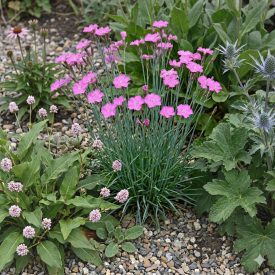 Barátszegfű (Dianthus carthusianorum)