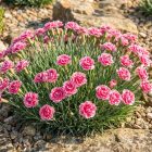 Kerti szegfű 'Mountain Frost Pink Twinkle' (Dianthus caryophyllus)