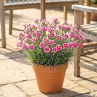 Kerti szegfű 'Mountain Frost Pink Twinkle' (Dianthus caryophyllus)
