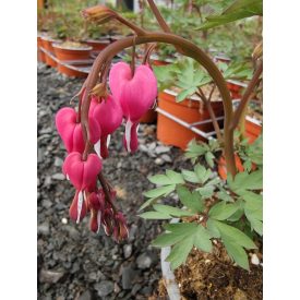 Nagy szívvirág  (Dicentra spectabilis)