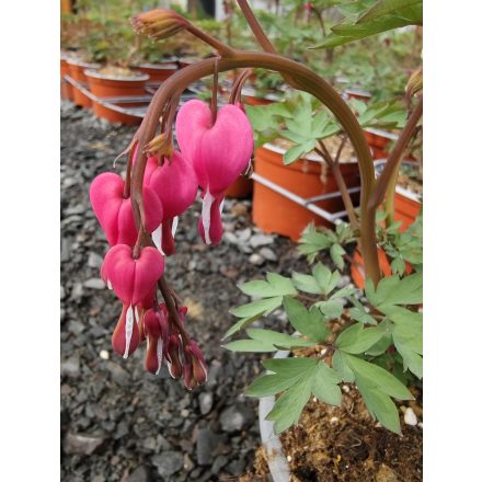 Nagy szívvirág  (Dicentra spectabilis)
