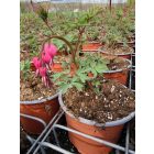 Nagy szívvirág  (Dicentra spectabilis)