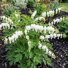 Nagy szívvirág  'Alba' (Dicentra spectabilis) 