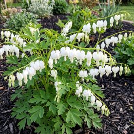 Nagy szívvirág  'Alba' (Dicentra spectabilis) 