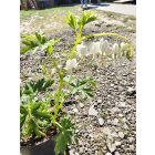 Nagy szívvirág  'Alba' (Dicentra spectabilis) 