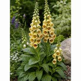   Rozsdás gyűszűvirág 'Gelber Herold' (Digitalis ferruginea)