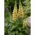 Rozsdás gyűszűvirág 'Gelber Herold' (Digitalis ferruginea)