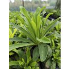 Rozsdás gyűszűvirág 'Gelber Herold' (Digitalis ferruginea)
