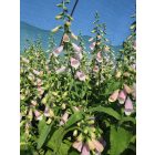 Gyűszűvirág ‘Hanabee Pink’ (Digitalis purpurea)