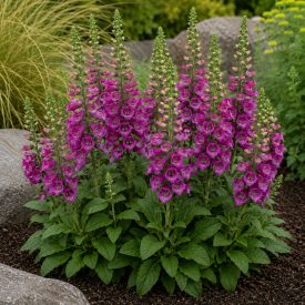 Gyűszűvirág ‘Panther’ (Digitalis purpurea)