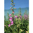 Gyűszűvirág ‘Panther’ (Digitalis purpurea)
