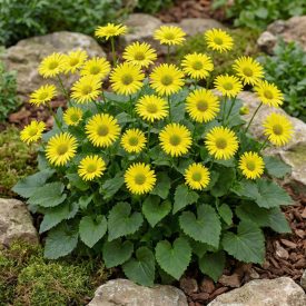 Zergevirág 'Little Leo' (Doronicum orientale)