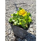 Zergevirág 'Little Leo' (Doronicum orientale)
