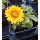 Zergevirág 'Little Leo' (Doronicum orientale)