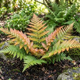   Japán ernyőpáfrány 'Brillance' (Dryopteris erythrosora)