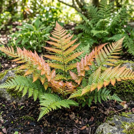 Japán ernyőpáfrány 'Brillance' (Dryopteris erythrosora)