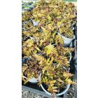 Japán ernyőpáfrány 'Brillance' (Dryopteris erythrosora)