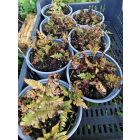 Japán ernyőpáfrány 'Brillance' (Dryopteris erythrosora)
