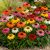 Kasvirág 'Cheyenne Spirit' (Echinacea hybrida)