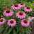 Kasvirág 'Feeling Pink' (Echinacea purpurea)