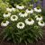 Kasvirág ‘Feeling White’ (Echinacea purpurea)