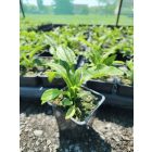 Kasvirág ‘Feeling White’ (Echinacea purpurea)